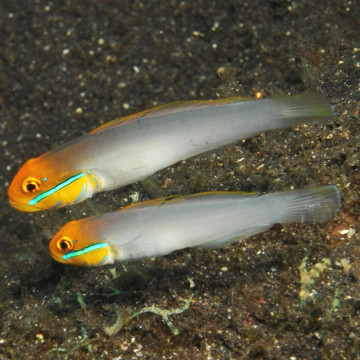 Valenciennea strigata : 9 à 12 cm